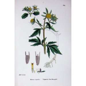    Botany Plants C1902 Tripartite Bur Marigold Bidens