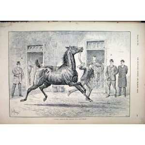  1895 Horse Sale Man Leading Running Stable Old Print