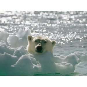 Polar Bear in the Water Peers up over a Chunk of Ice Premium 