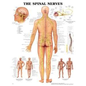  Spinal Nerves Anatomical Chart Plastic Styrene Industrial 