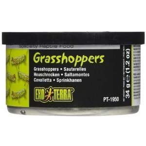  Exo Terra Male Grasshoppers   1.2 oz (Quantity of 6 