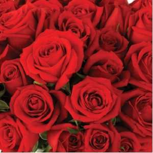 Send Fresh Cut Flowers   500 Red Roses Wholesale  Grocery 