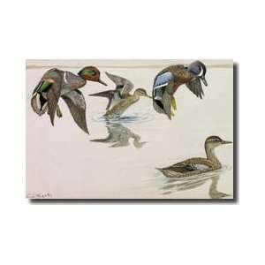  Pair Of Greenwinged Teals And Bluewinged Teals Giclee 