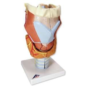  3B Scientific Larynx, 7 part