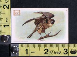 Vintage Dwights Soda New Series of Birds No. 7 Hawk Trade Card  