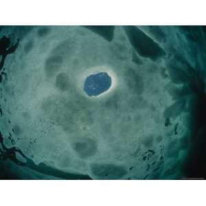  An Underwater View of a Breathing Hole in Ice Used by Harp 