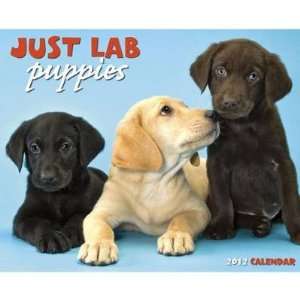  Just Lab Puppies 2012 Wall Calendar