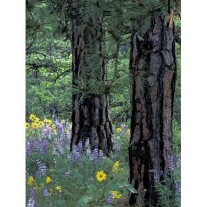 Balsam Root and Lupines Among Pacific Ponderosa Pine, Rowena, Oregon 