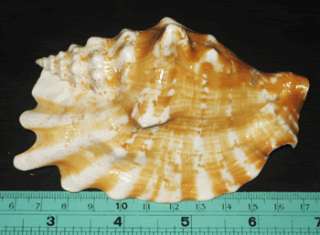 115 mm Strombus Sinuatus Conch Seashell Sea Shell  