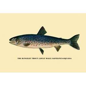  Vintage Art Rangeley Trout   02299 x