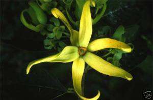 16OZ YLANG YLANG ESSENTIAL OIL 100% Aromatherapy OIL  