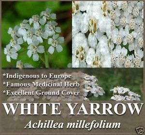 WHITE YARROW HERB ~ 1,400   14,000+ Flower Seeds ~BULK~  
