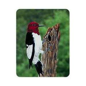  Woodpecker Coasters Patio, Lawn & Garden