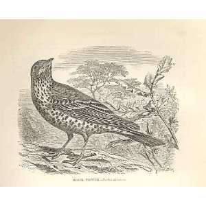  Missel Thrush 1862 WoodS Natural History Birds