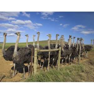 Ostriches, Struthio Camelus, on Ostrich Farm, Western Cape 