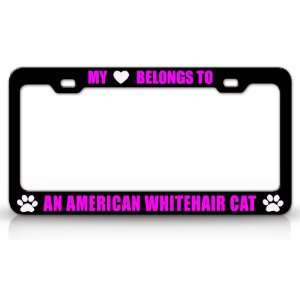 MY HEART BELONGS TO AN AMERICAN WIREHAIR Cat Pet Auto License Plate 
