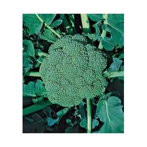  Goliath Broccoli Seed Pack Patio, Lawn & Garden