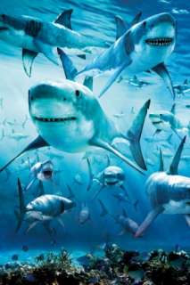 SHARK INFESTED WATERS   NATURE POSTER  