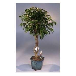  Ball Ficus Bonsai Tree   Large.With Miniature Golfer Figurine.(Ficus 