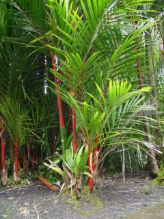 RED SEALING WAX PALM  Cyrtostachys renda   PLANT  