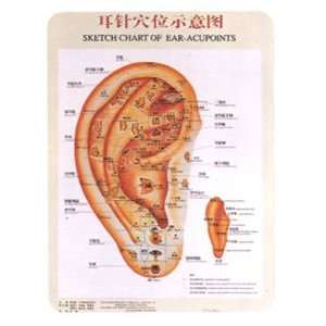  Acupuncture Ear Chart (Chinese/English)
