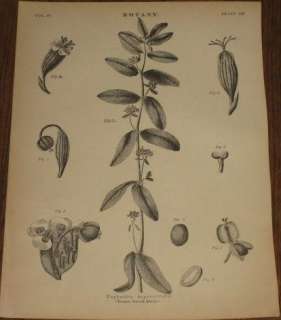 Botanical Plates 9th Edition Encyclopedia Britannica  