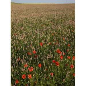  Flowers, Highland of Castelluccio Di Norcia, Norcia 