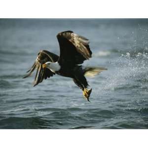  American Bald Eagle in Flight over Water with a Fish in 