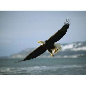  An American Bald Eagle in Flight over Water with a Fish in 