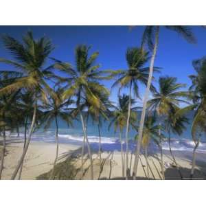  Palm Trees and Beach, Bottom Bay, Barbados, West Indies 
