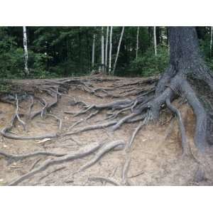 Exposed Roots of White Pine Tree, Pinus Strobus, Due to Water Erosion 