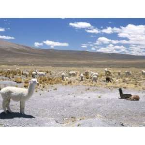  Domesticated Alpacas Grazing on Altiplano, Near Arequipa 