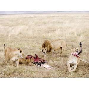  Lion Family Eating a Zebra, Ngorongoro Crater, Ngorongoro 