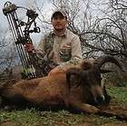 exotic ram hunt for 3 persons whitetail deer hunting sheep