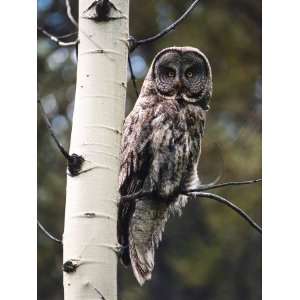 Great Grey Owl Perched in an Aspen Tree in the Daylight Photographic 