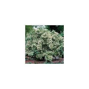  Cornus Empress of China™ PP#14,537 Tree Patio, Lawn 