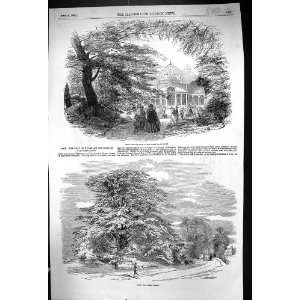  1852 Syon Great Plant House Cedar Tree Seat Duke 