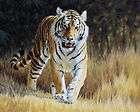 handicrafts Art animal oil painting  the tiger In canvas #6693