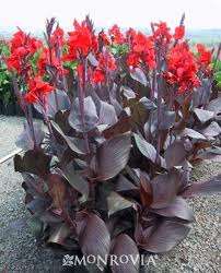 Canna Indica Red 20 Fresh Seeds  