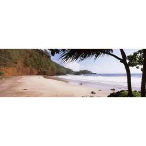  Tree on the Beach, Lelekea Beach, Hana, Maui, Hawaii, USA 