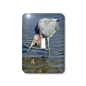 Reddish Egret catchs small meal in its bill as it hunts in the water 