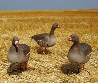 AVERY GHG PRO SPECKLEBELLY GOOSE ACTIVE DECOYS 3 NEW 700905711727 