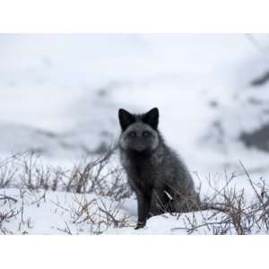 Silverfox (Red Fox) (Vulpes Vulpes), Churchill, Hudson Bay, Manitoba 