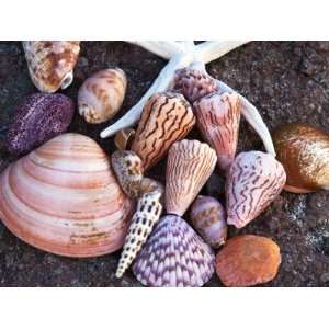  Seashells Along the Gulf of California, Loresto, Mexico Animal 