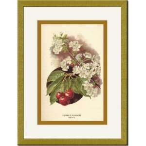  Gold Framed/Matted Print 17x23, Cherry Blossom Fruit
