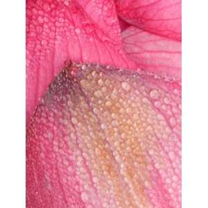  Lotus Petals with Dew, Perrys Water Garden, Franklin 