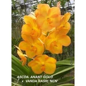 Ascda Anant Gold x V Rasri NCN  Grocery & Gourmet Food