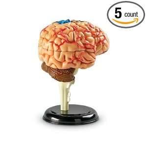 Pack LEARNING RESOURCES MODEL BRAIN ANATOMY  Industrial 