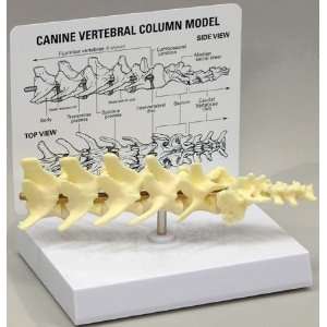 Canine Vertebral Lumbar Spine Anatomical Model  Industrial 