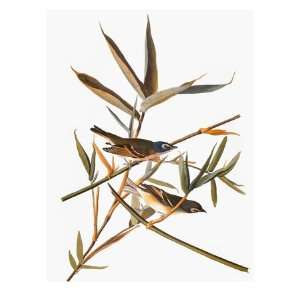  Audubon Vireo Premium Giclee Poster Print